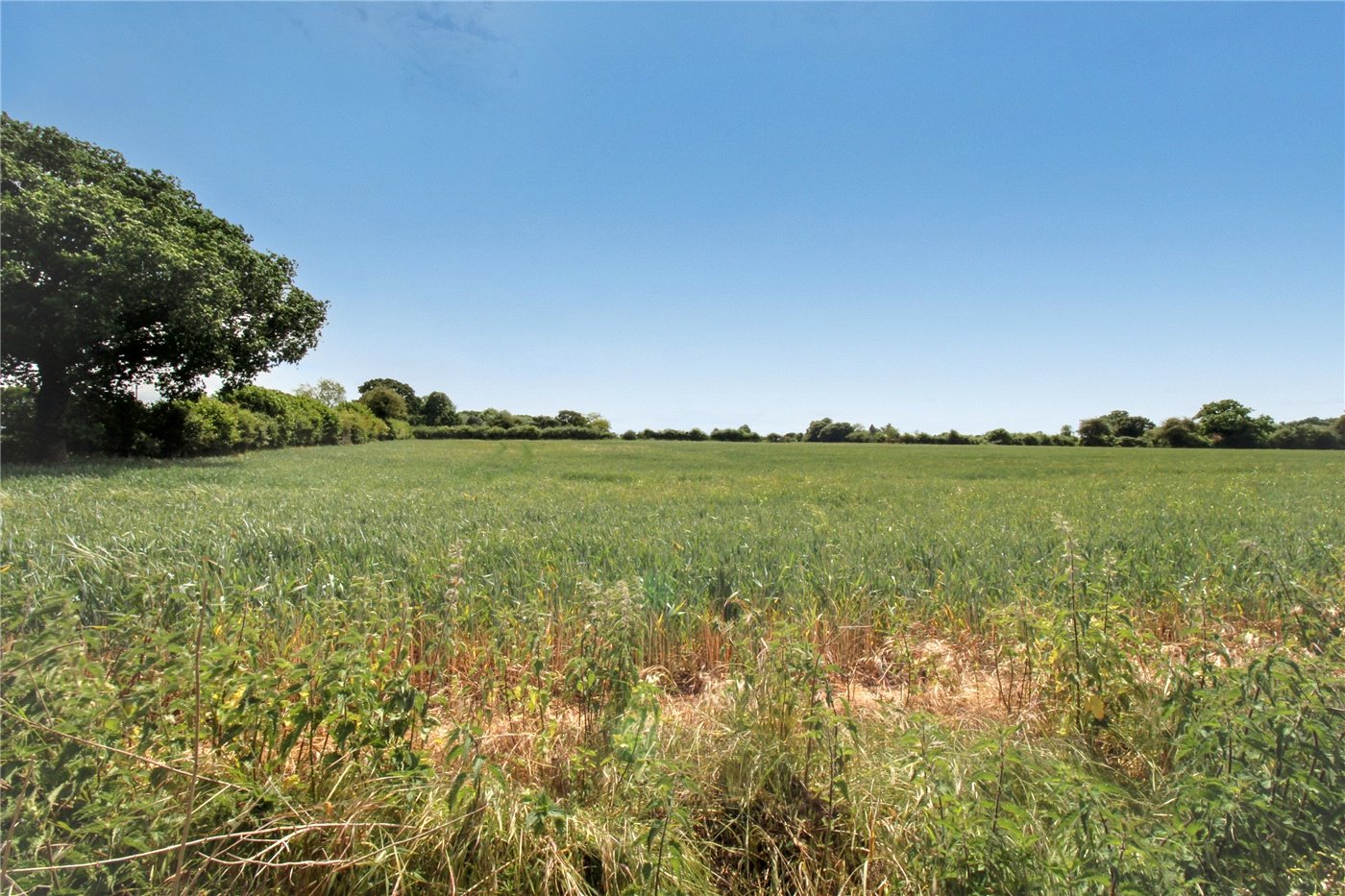 Field Views